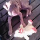Tayon, Recien traido a su casa con tan solo 10 semanas de vida ( 2 meses )